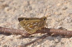 Trapezites argenteoornatus