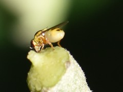 Thaumatomyia notata