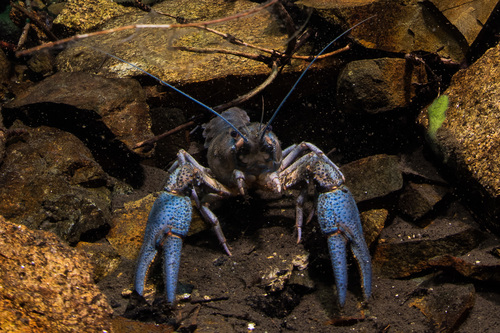 European Crayfish, photo 7 of 7