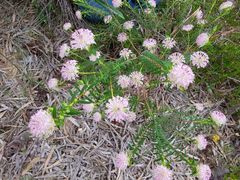 Pimelea rosea