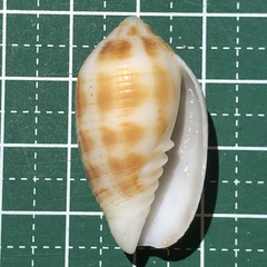 Pterygia dactylus