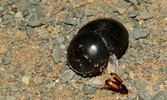 Metacatharsius marani