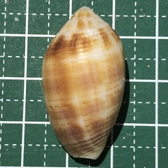 Pterygia dactylus