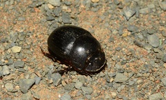 Metacatharsius marani