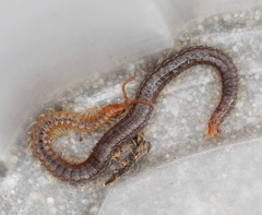 Geophilus carpophagus