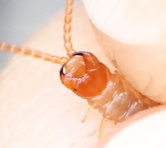 Geophilus carpophagus