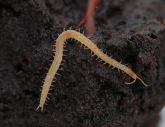 Geophilus truncorum