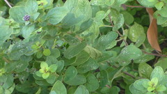 Origanum vulgare
