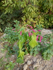 Persicaria orientalis
