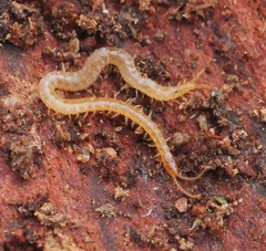 Schendyla nemorensis