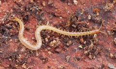 Schendyla nemorensis