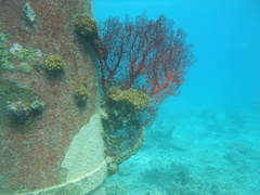 Melithaea