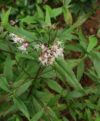 Eupatorium japonicum