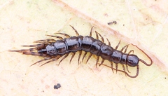 Lithobius dentatus