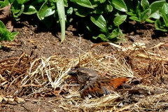 Passer rufocinctus