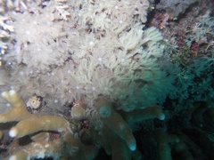 Clavularia