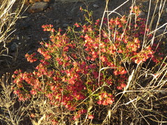 Hermannia grandiflora