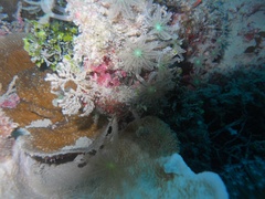 Clavularia