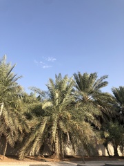 Phoenix dactylifera