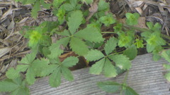 Potentilla reptans