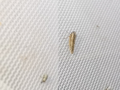 Dryodurgades antoniae