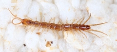 Lithobius melanops