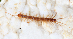 Lithobius melanops