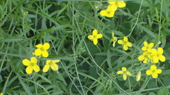 Diplotaxis tenuifolia