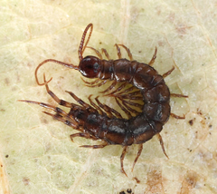Lithobius dentatus