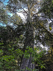 Afrocarpus falcatus