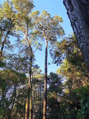 Afrocarpus falcatus