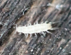 Pauropoda
