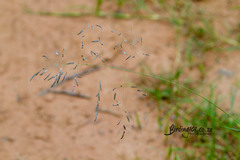 Eragrostis inamoena