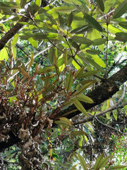 Croton gratissimus gratissimus