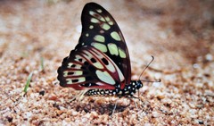 Graphium cyrnus