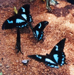 Papilio epiphorbas