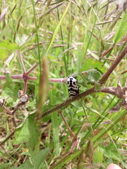 Hypercompe andromela