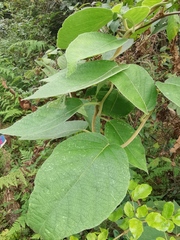 Actinidia eriantha