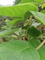 Actinidia eriantha