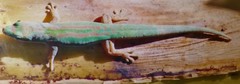 Phelsuma modesta leiogaster