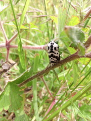 Hypercompe andromela