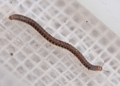 Proteroiulus fuscus