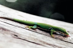 Phelsuma quadriocellata