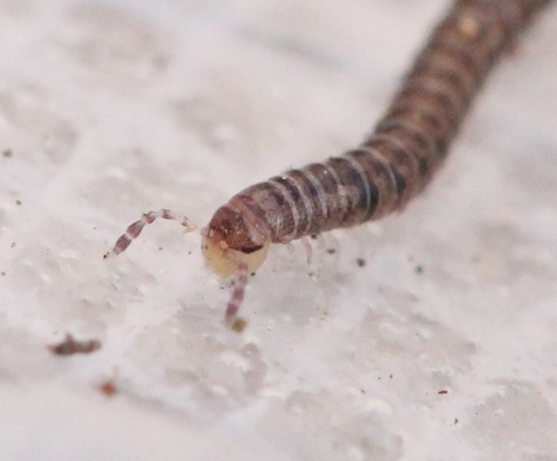 Ochre Snake Millipede, photo 6 of 10