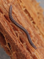 Proteroiulus fuscus