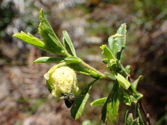 Hermannia hyssopifolia