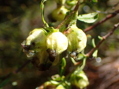 Hermannia hyssopifolia