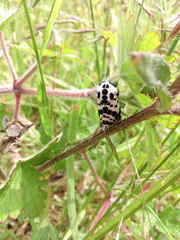 Hypercompe andromela