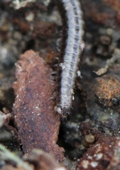 Brachyiulus pusillus