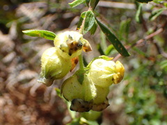 Hermannia hyssopifolia